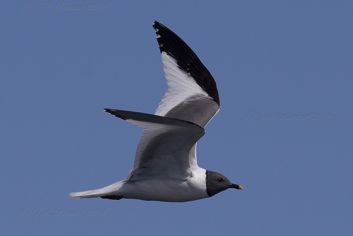 Sabine's Gull