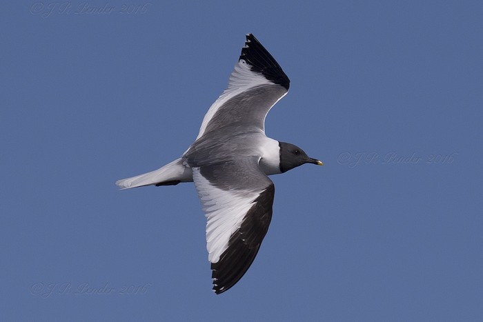 Sabine's Gull
