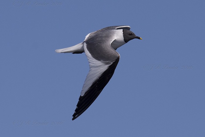 Sabine's Gull