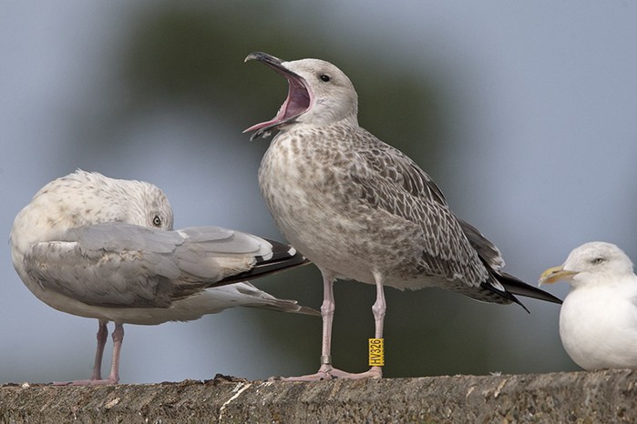 Caspian Gull