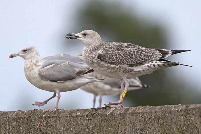 Caspian Gull