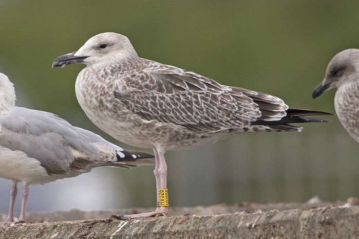Caspian Gull