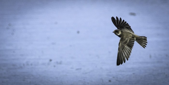 Sand Martin