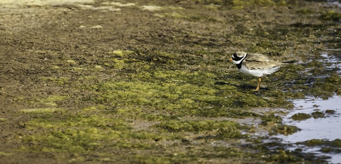 Ringed Plover