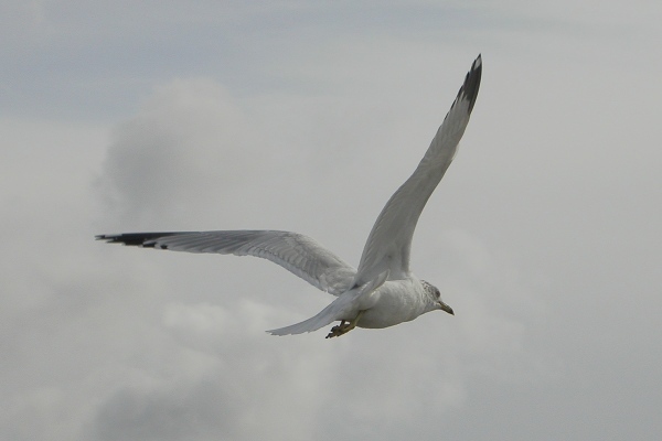 Ring-billed Gull