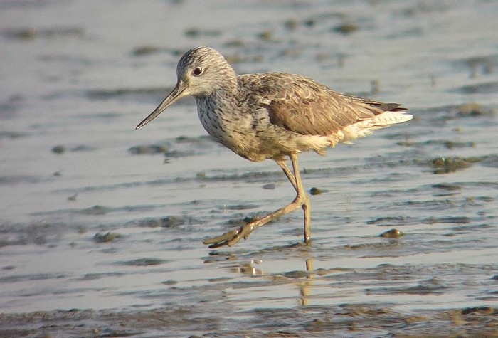 Greenshank