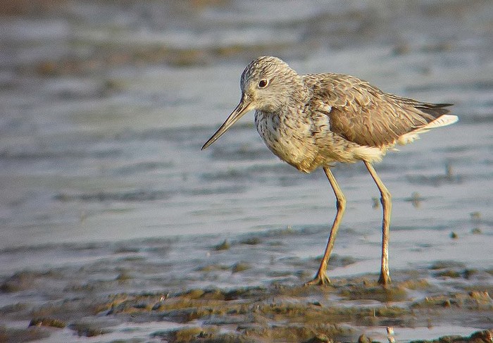Greenshank