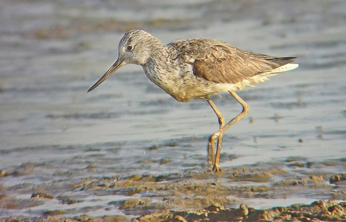 Greenshank