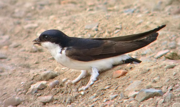 House Martin