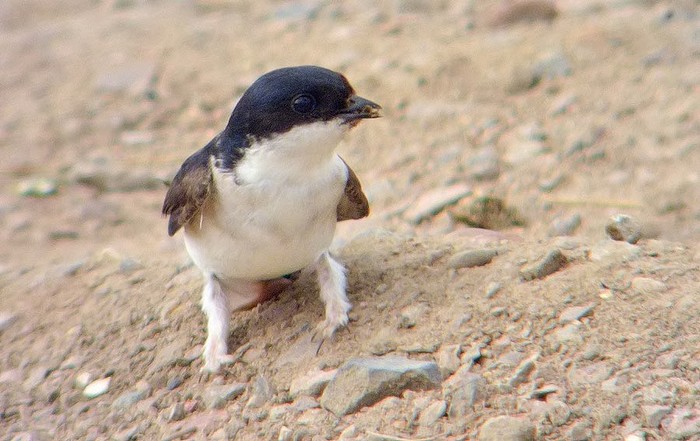House Martin