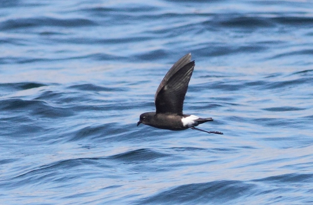 Wilson's Petrel