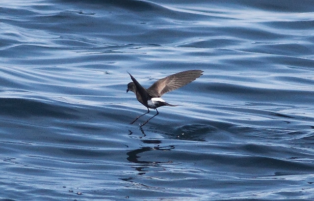 Wilson's Petrel