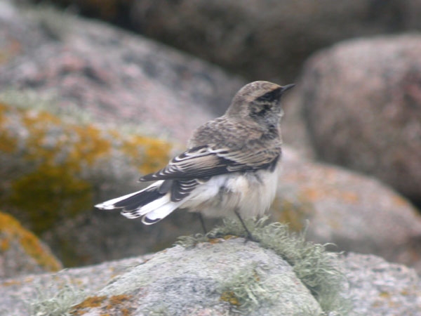 Pied Wheatear