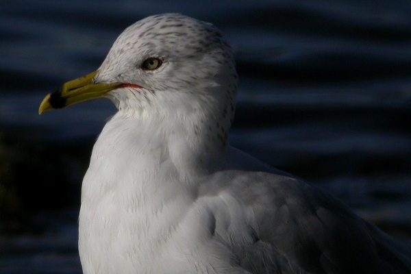 Ring-billed Gull