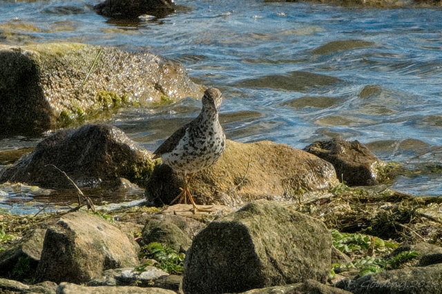 Spotted Sandpiper
