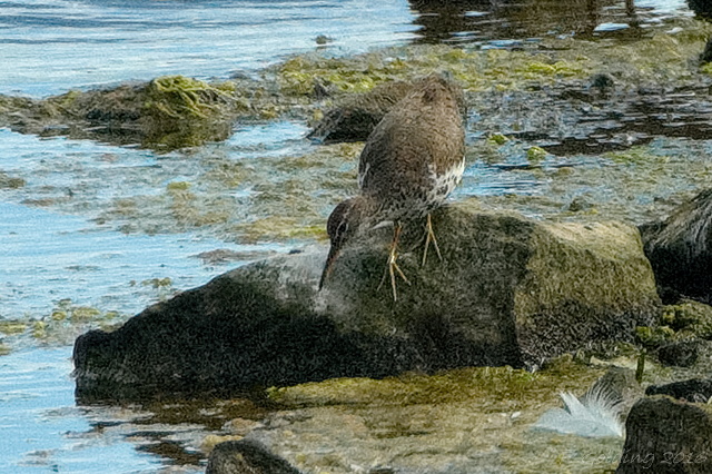 Spotted Sandpiper