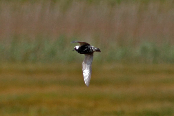 American Golden Plover