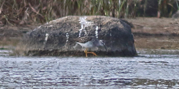 Lesser Yellowlegs