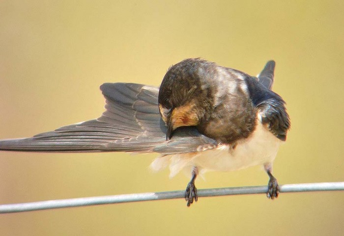 Swallow
