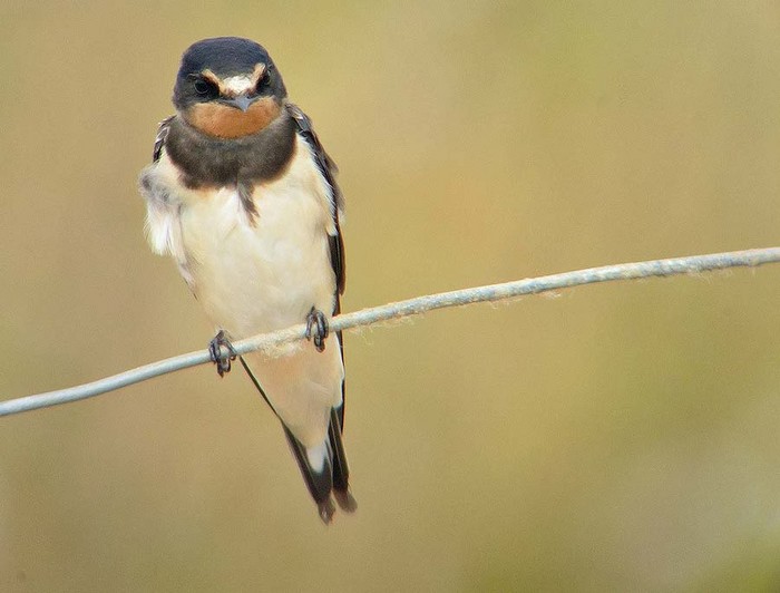 Swallow
