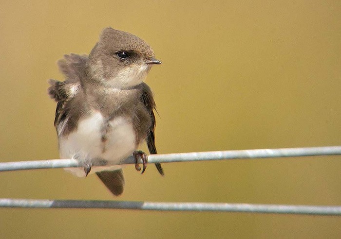 Sand Martin