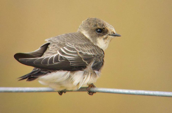 Sand Martin