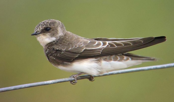 Sand Martin