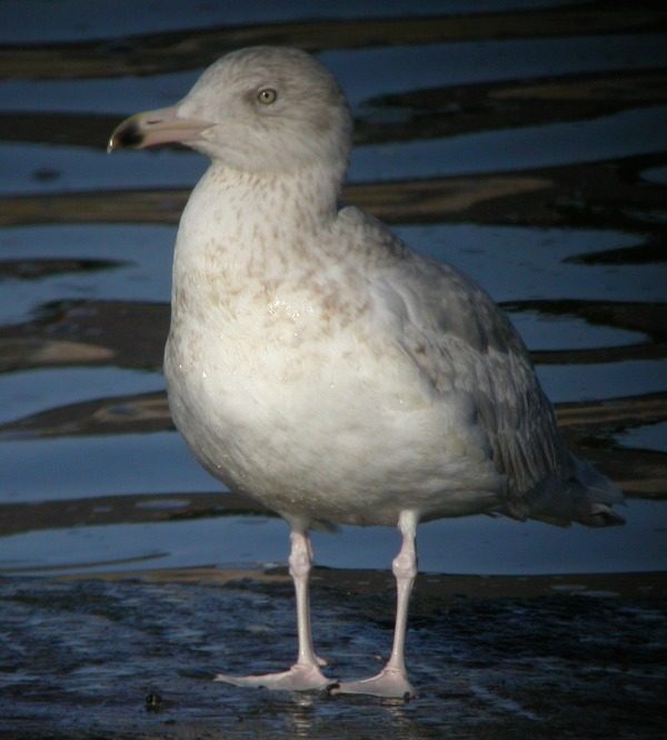 Glaucous Gull