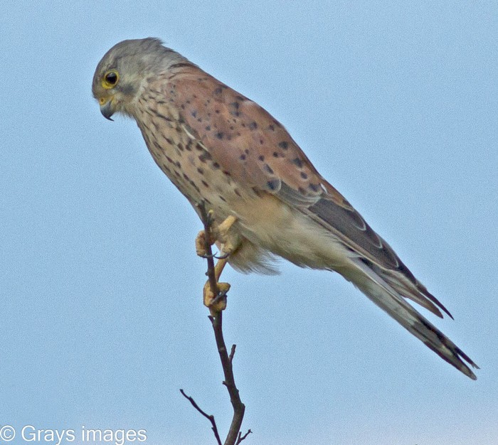 Kestrel
