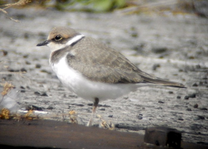 Little Ringed Plover