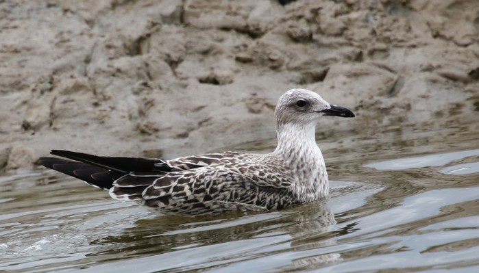 Lesser Black-backed Gull