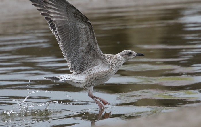 Lesser Black-backed Gull