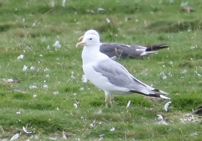 Caspian Gull