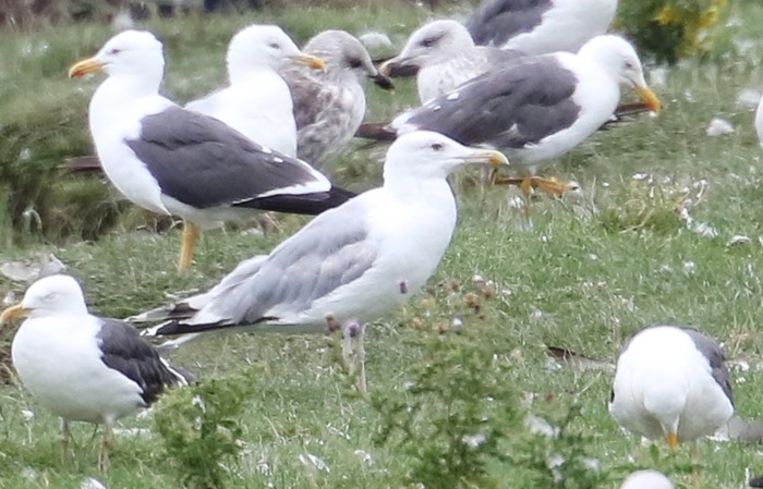 Caspian Gull