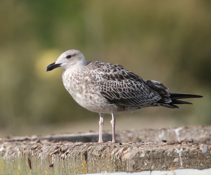 Yellow-legged Gull