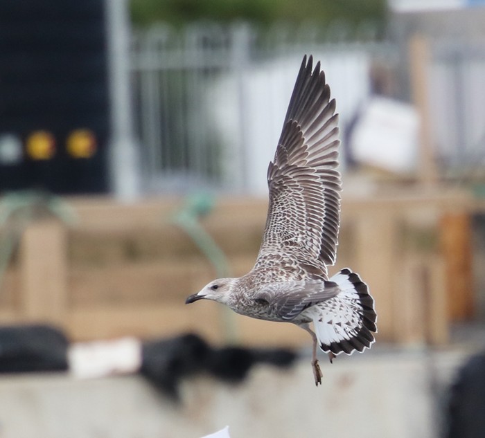 Yellow-legged Gull