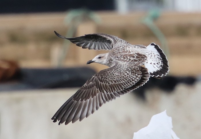 Yellow-legged Gull