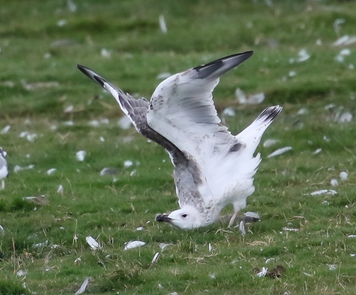 Caspian Gull