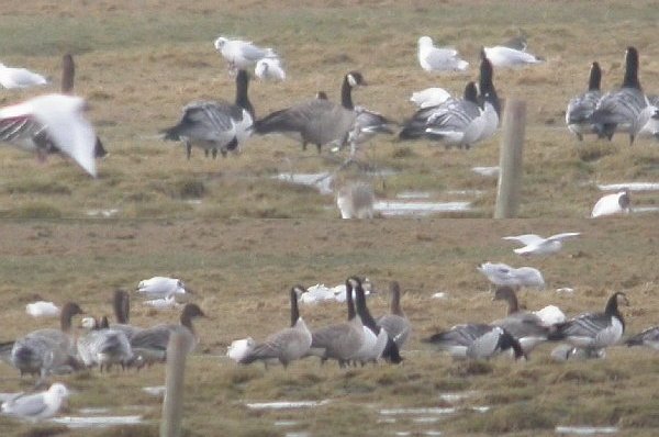 Taverner's Canada Goose