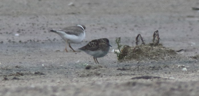 Least Sandpiper