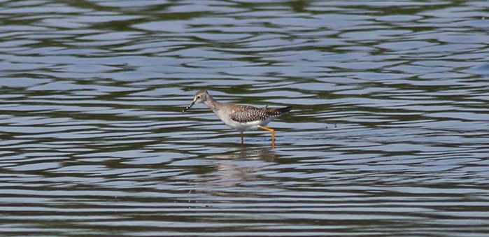 Lesser Yellowlegs