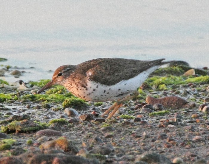 Spotted Sandpiper