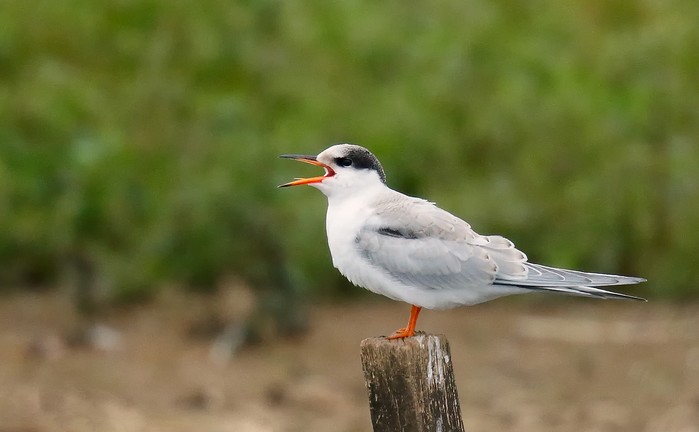 Common Tern
