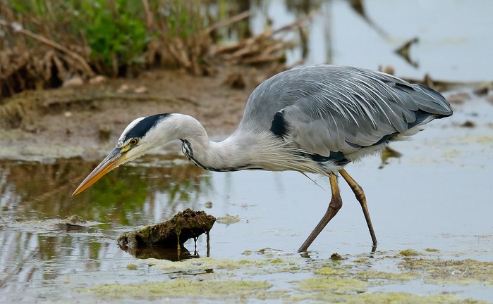 Grey Heron