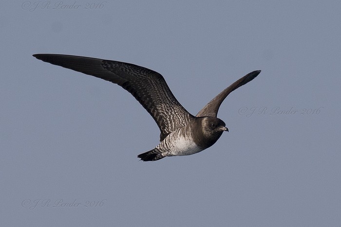 Long-tailed Skua