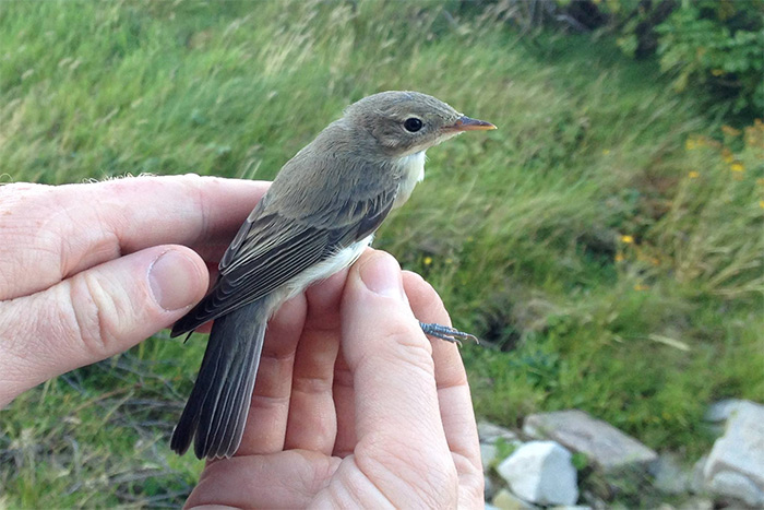 Icterine Warbler