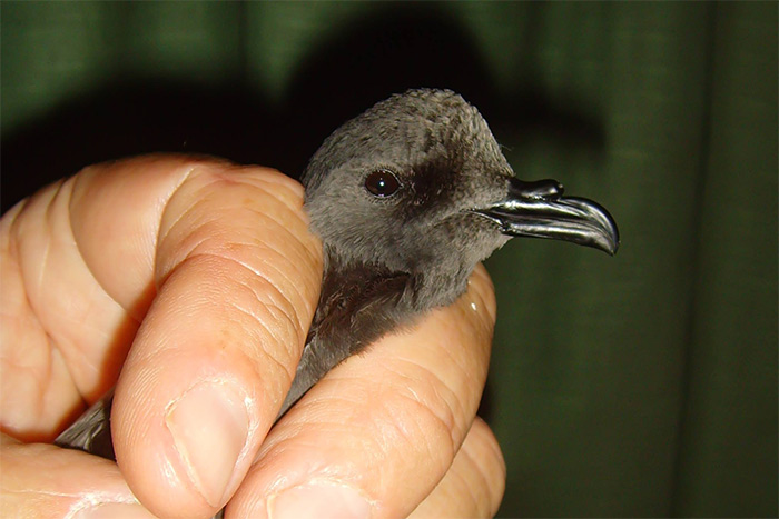 Leach's Petrel