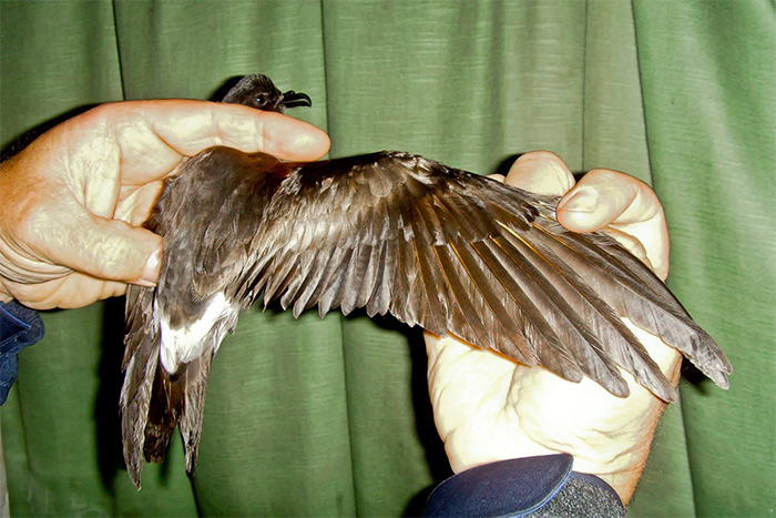 Leach's Petrel