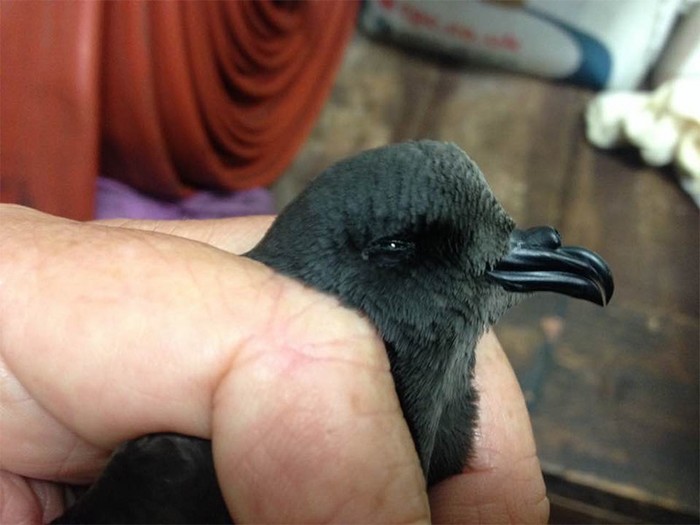 Swinhoe's Petrel