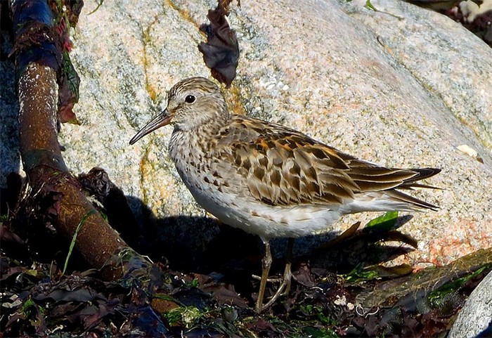 White-rumped Sandpiper